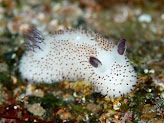 Here's an actual sea bunny